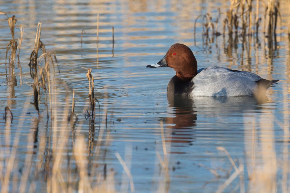 Ouverture de la chasse au milouin Ouverture de la chasse au milouin
