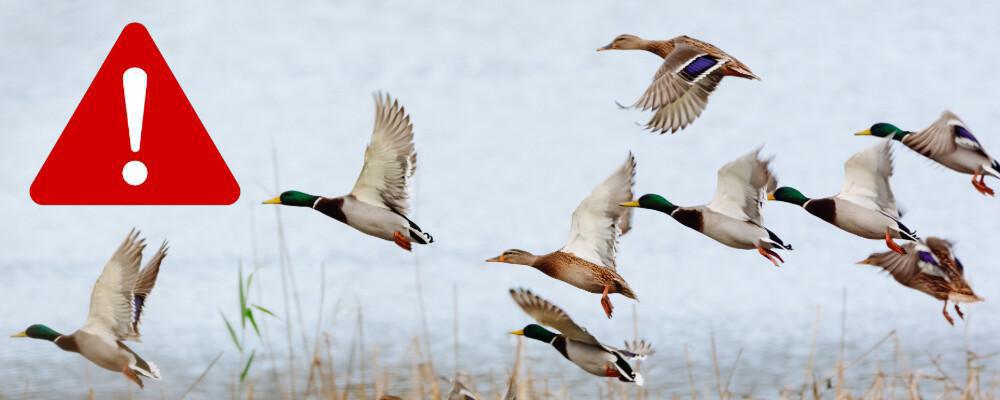 ☣️ Passage au niveau de risque « élevé » d’influenza aviaire