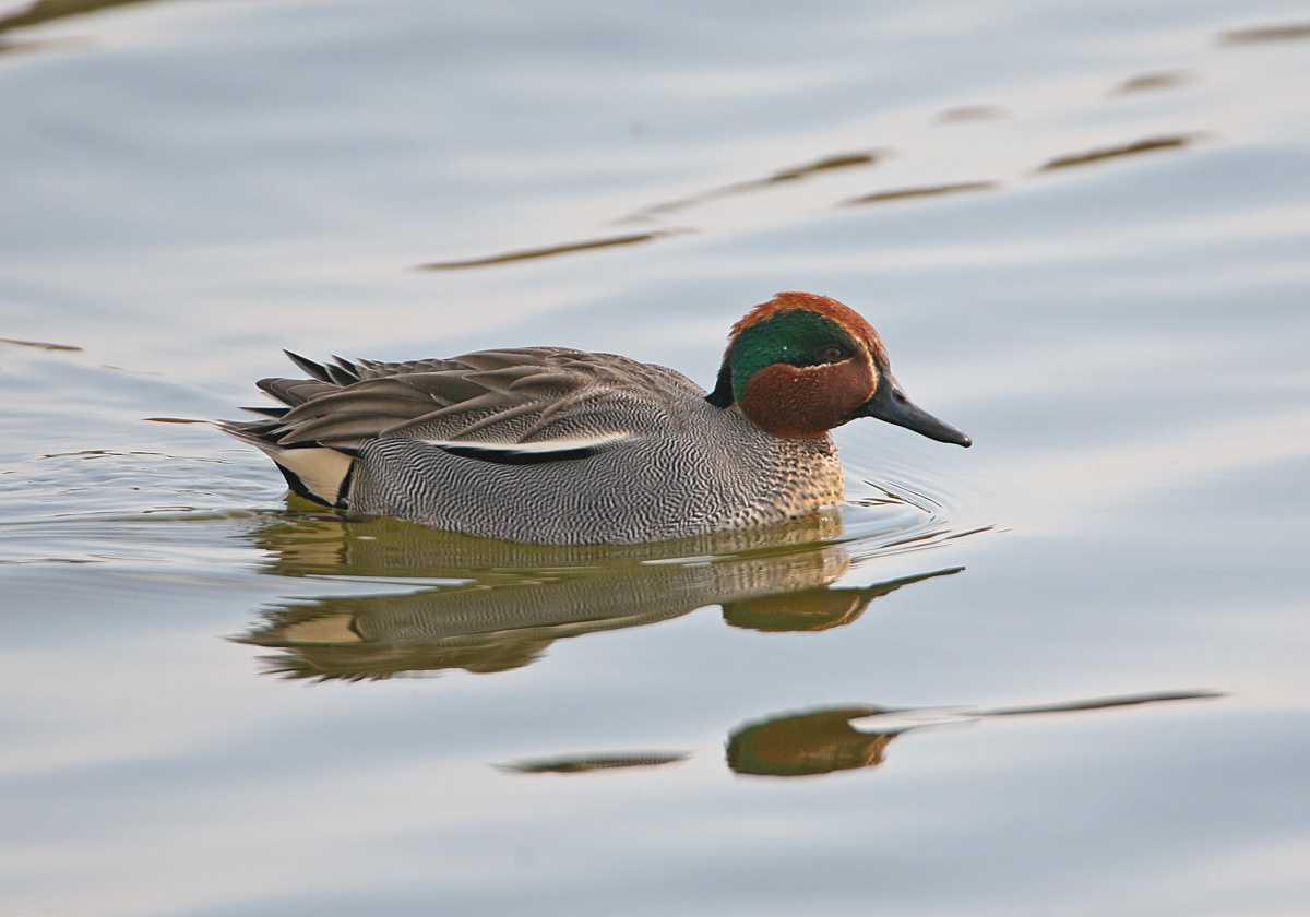 Grippe aviaire - consultez l'arrêté
