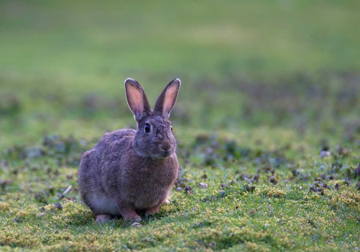 ⛔ Furetage du lapin de garenne dans le Loir-et-Cher : rappel réglementaire
