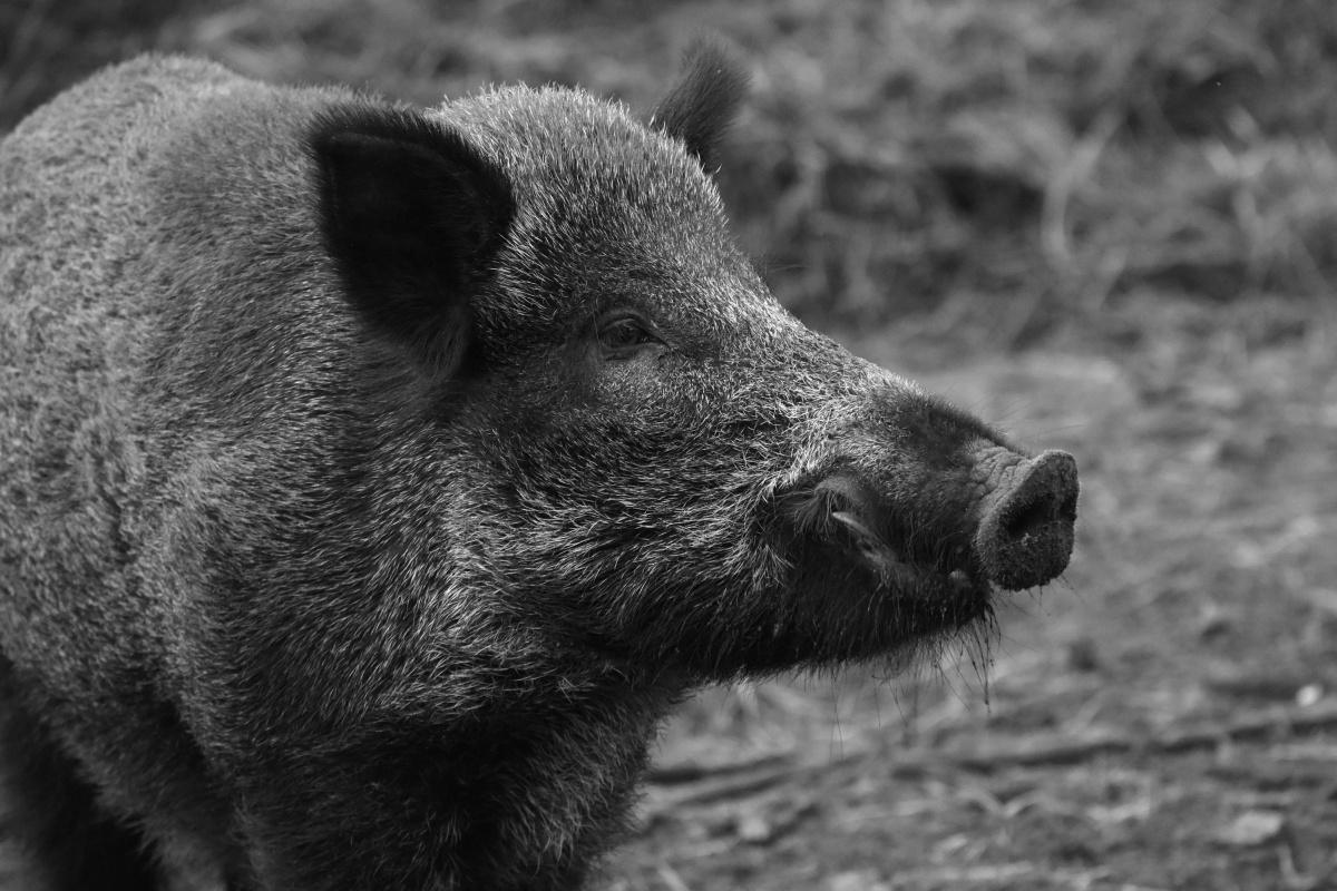 Formation - Piégeage Sanglier 🐗