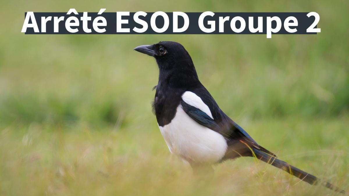 Classement ESOD groupe 2