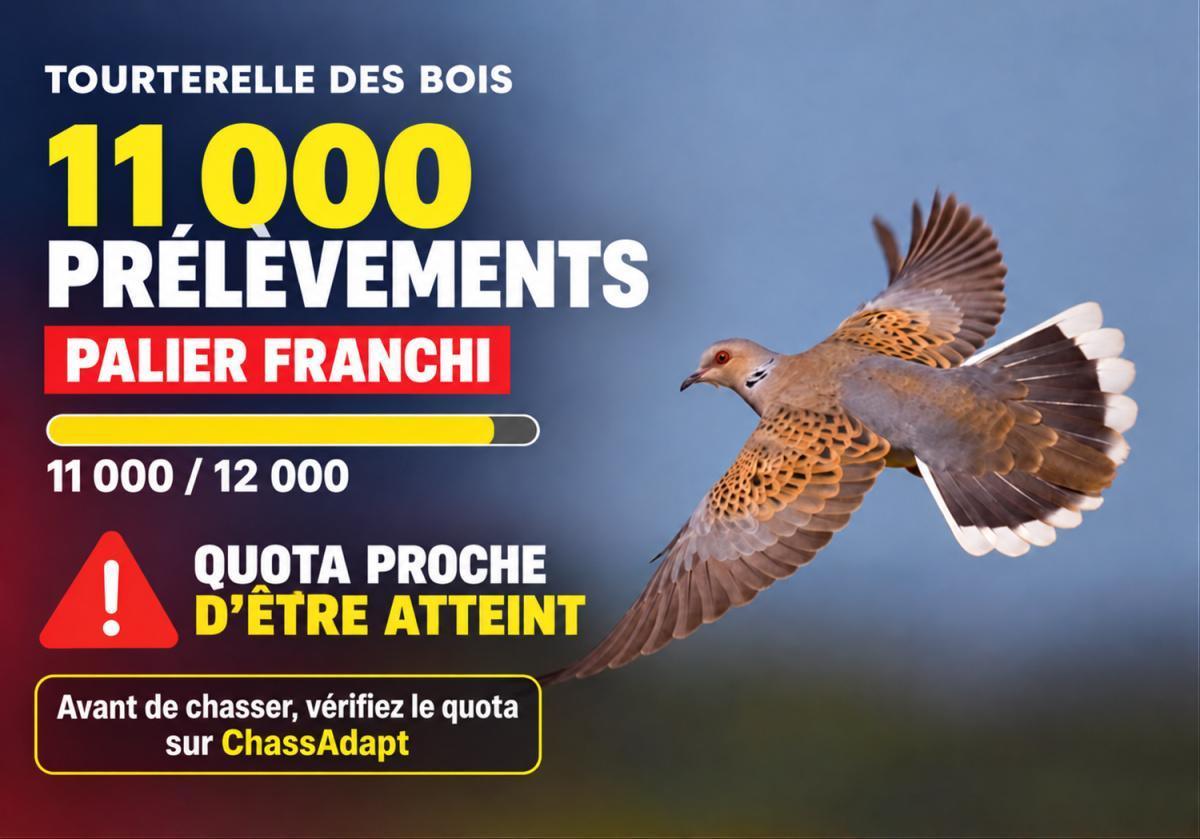 Tourterelle des bois : le quota national approche de sa limite