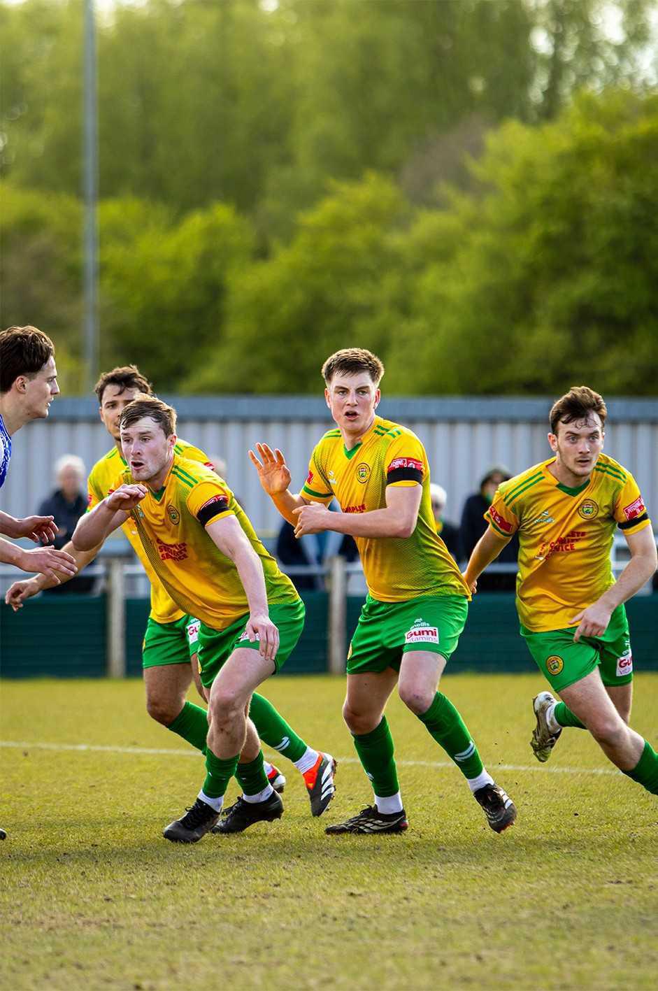 Linnets seek the perfect birthday present Linnets seek the perfect birthday present