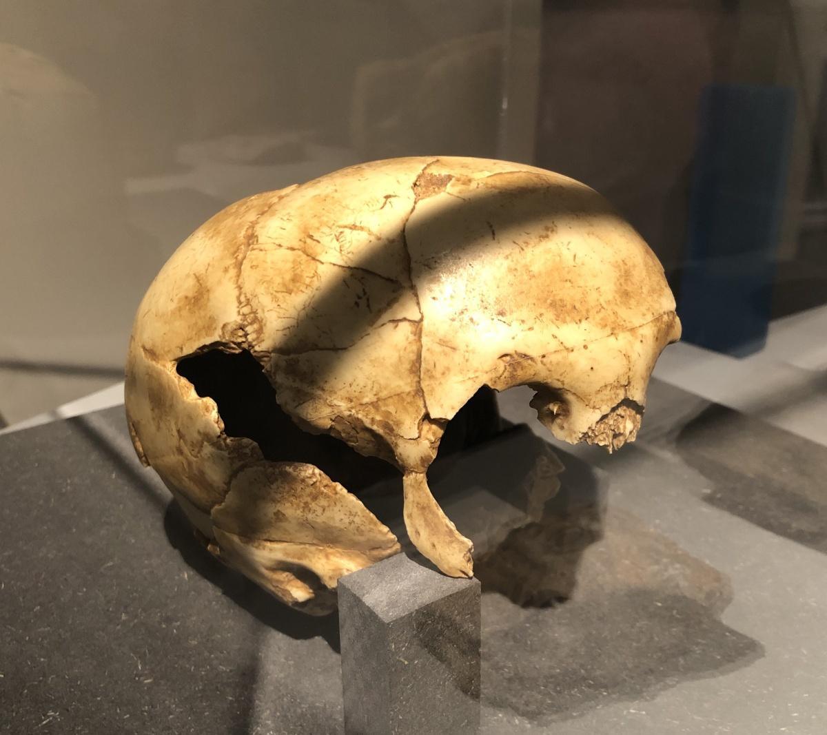 L’enfant d’Engis, premier Néandertalien