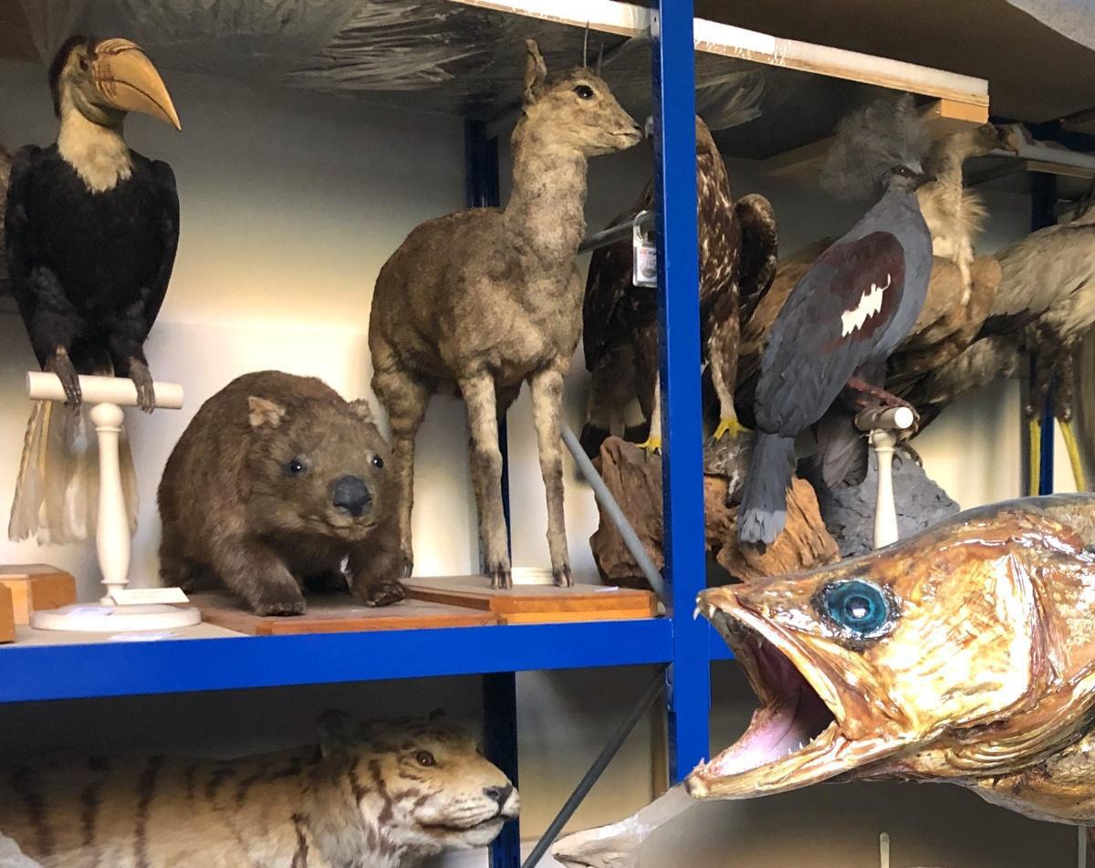 Retour à la tanière Retour à la tanière