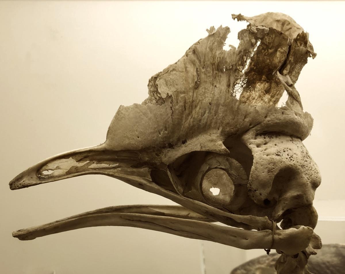 Le casoar reprend des couleurs Le casoar reprend des couleurs