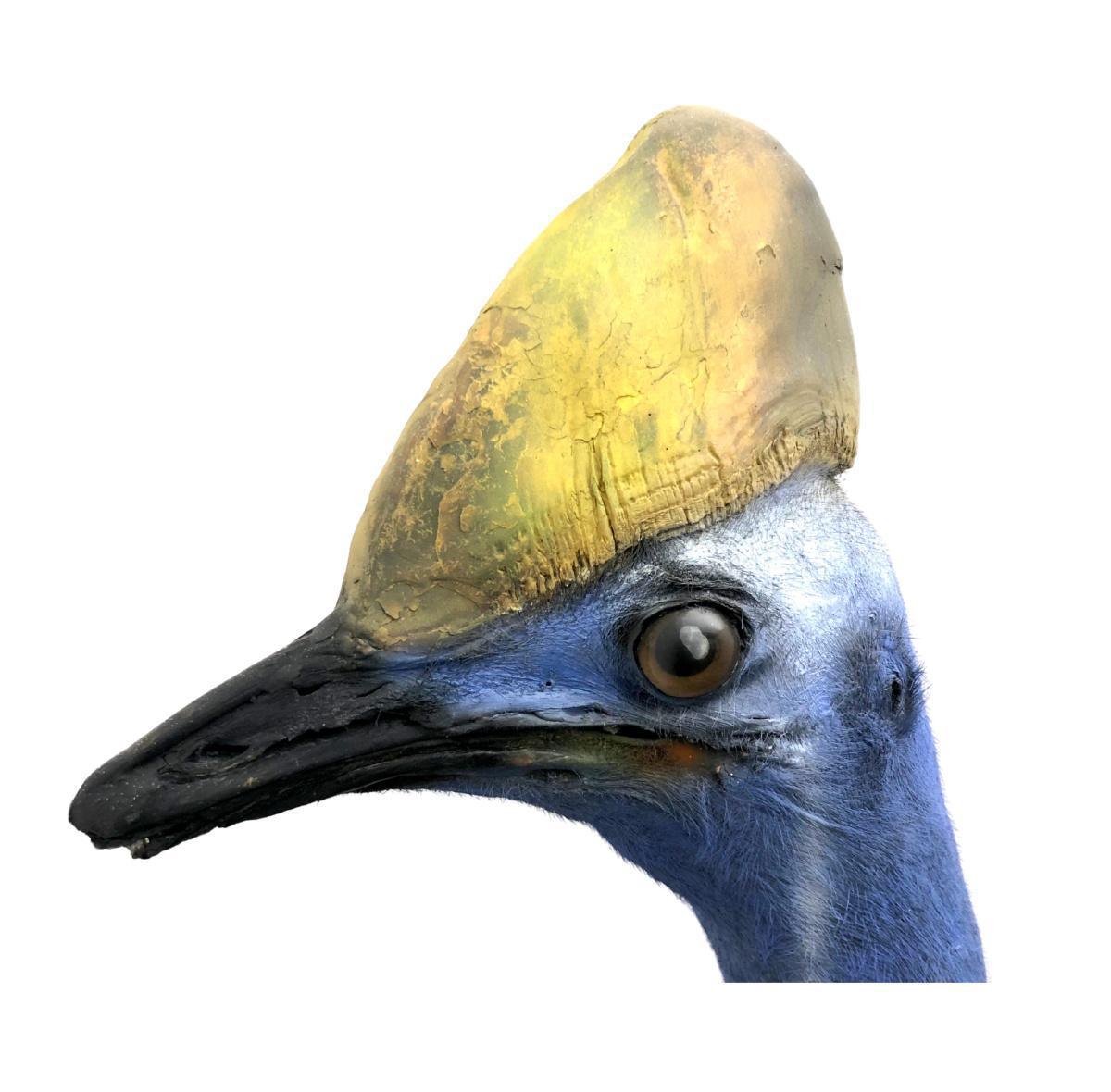 Le casoar reprend des couleurs Le casoar reprend des couleurs