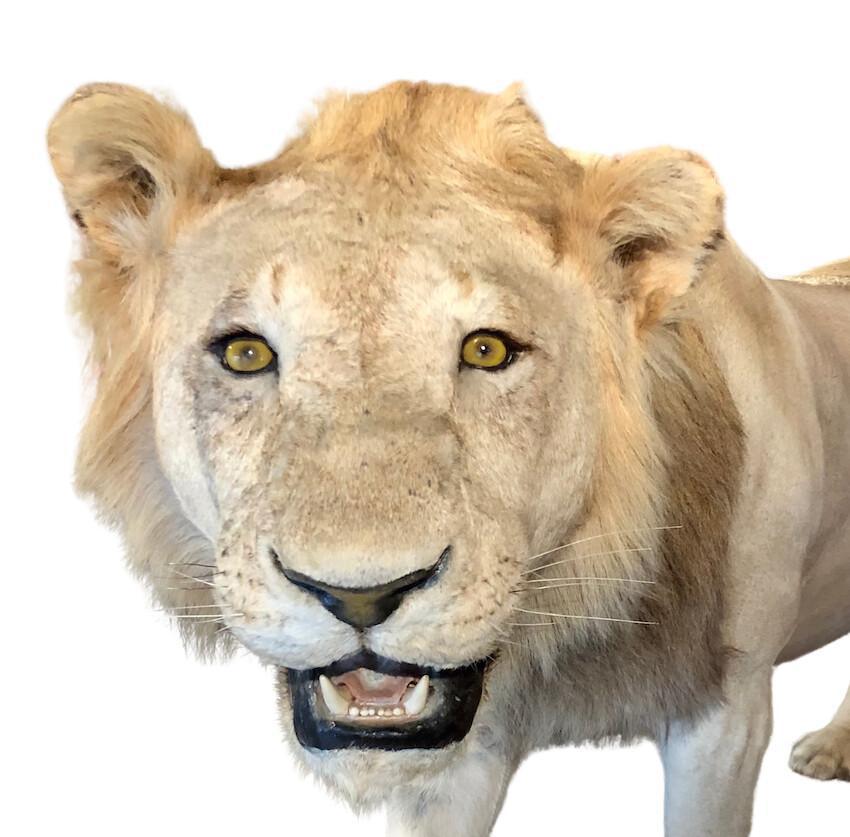 Il est pas beau mon lion? Il est pas beau mon lion?