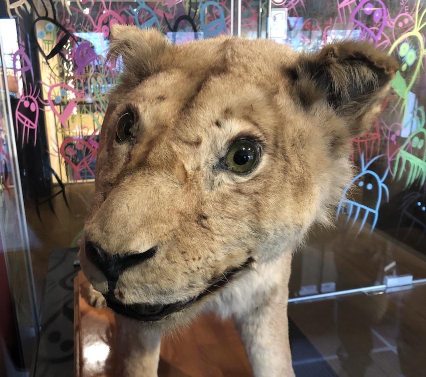 Il est pas beau mon lion? Il est pas beau mon lion?