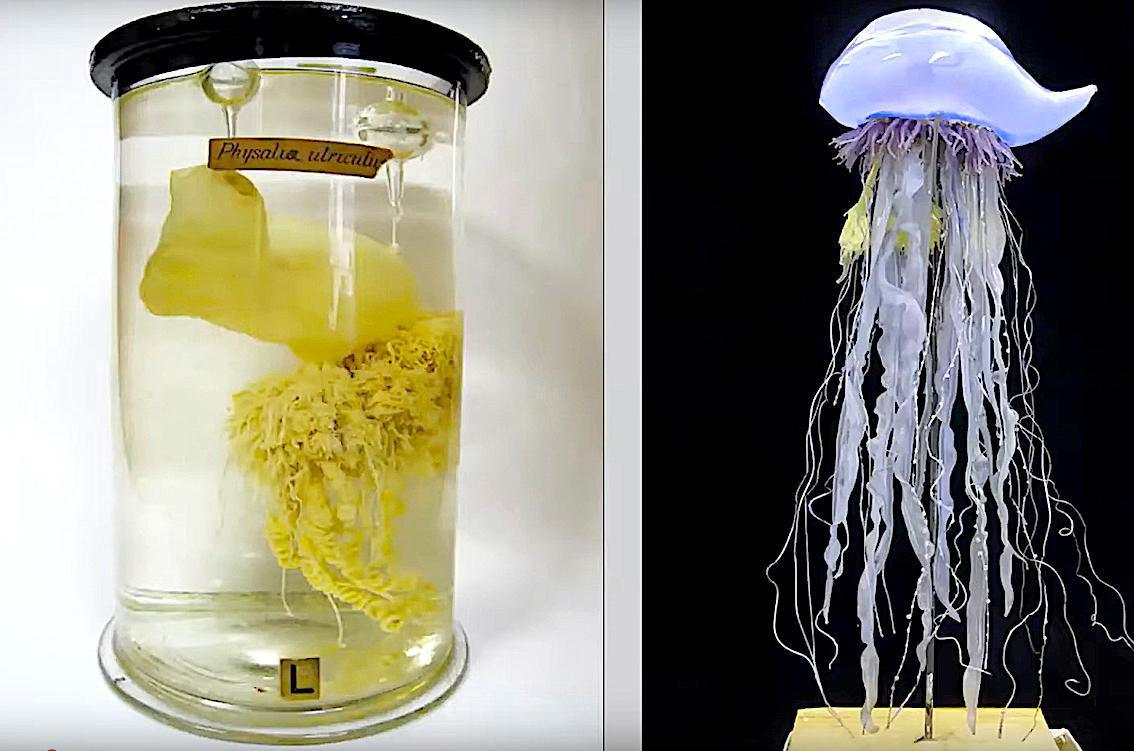 L'art du verre au service des merveilles marines