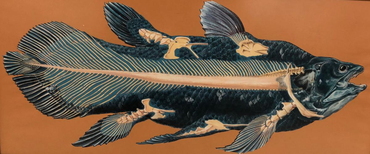 Le coelacanthe, fossile vivant