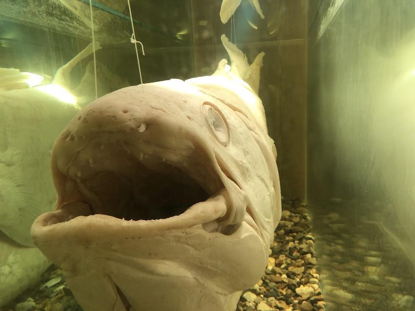 Le coelacanthe, fossile vivant
