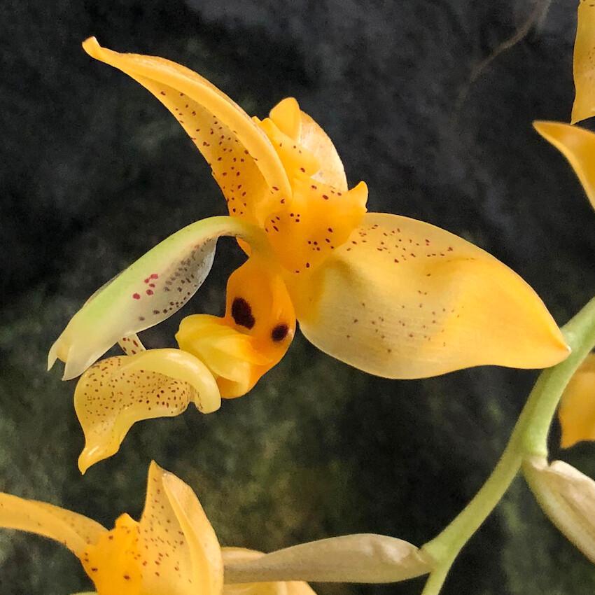 Comme un parfum sucré Comme un parfum sucré