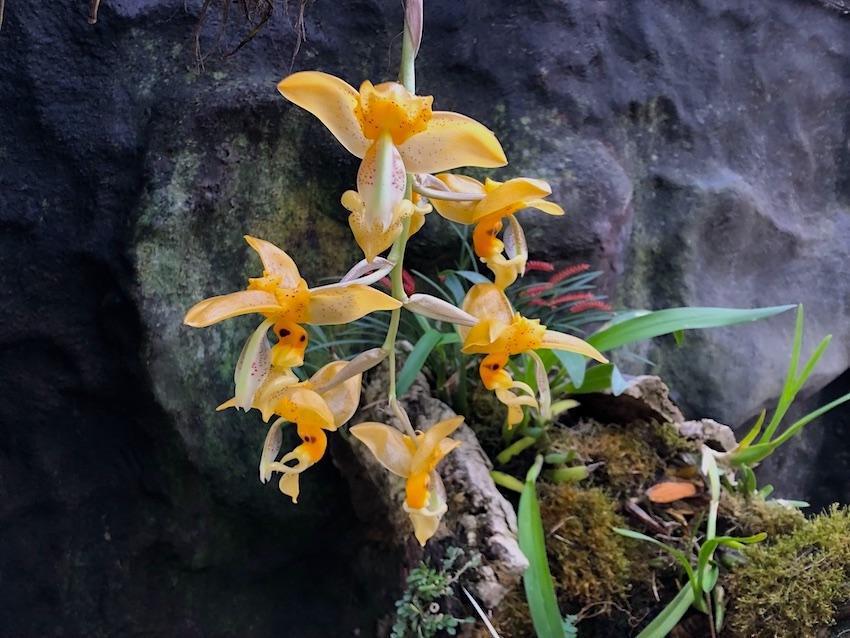 Comme un parfum sucré Comme un parfum sucré