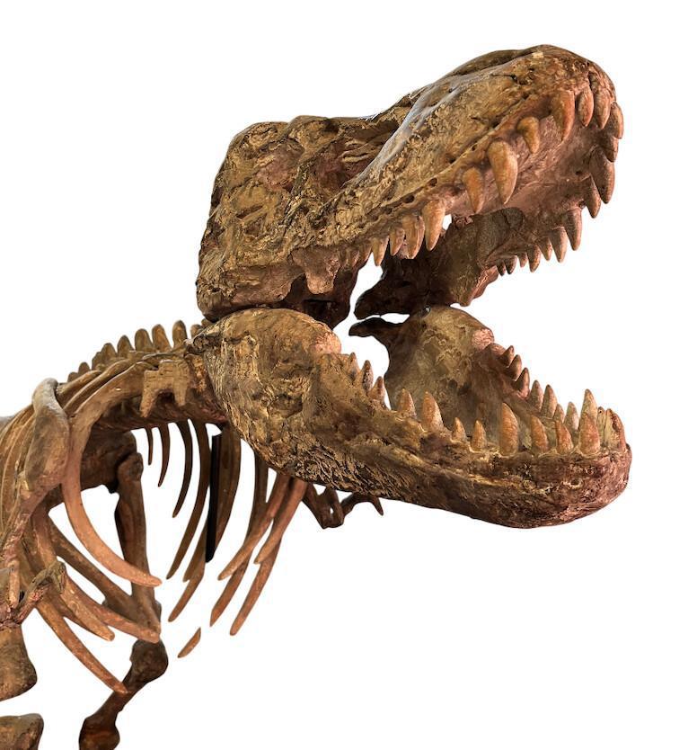 Un Tyrannosaure dans la salle d’attente