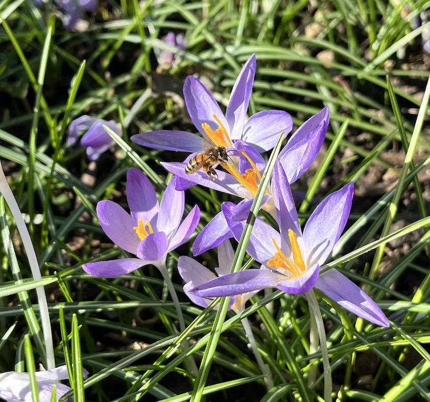 La nature se réveille