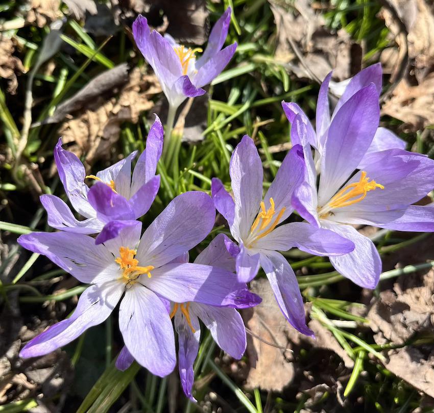 La nature se réveille La nature se réveille