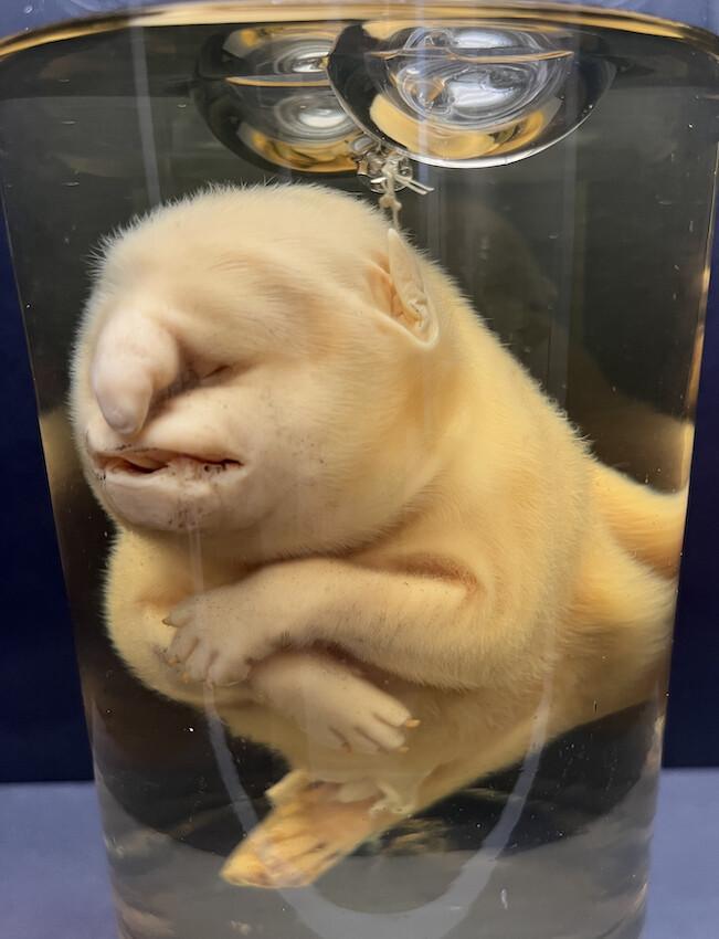 Etrange créature Etrange créature