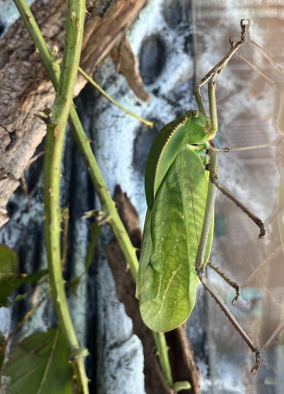 Des géantes au royaume des six pattes Des géantes au royaume des six pattes