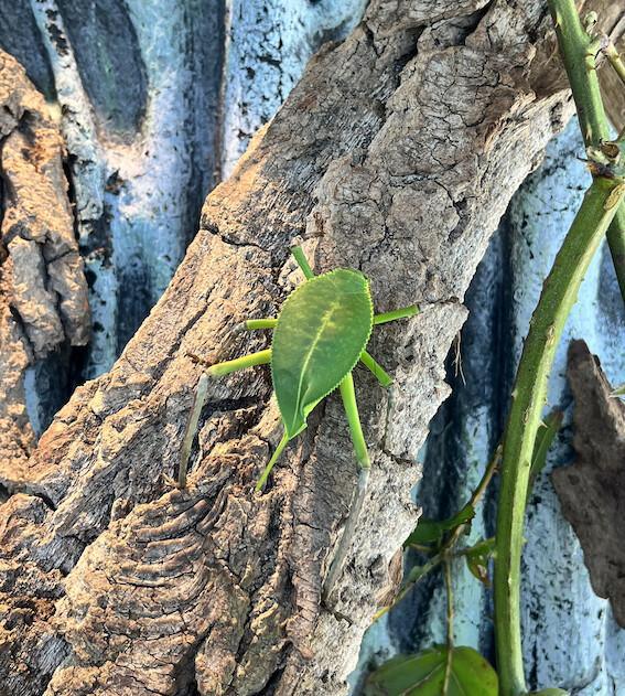 Des géantes au royaume des six pattes Des géantes au royaume des six pattes