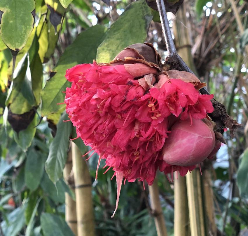 La richesse de la jungle 