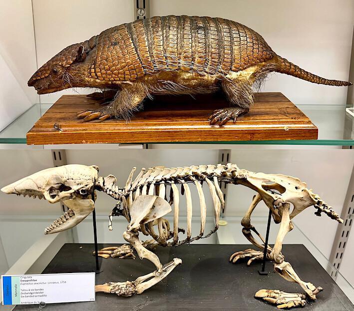 Le tatou sous toutes ses formes Le tatou sous toutes ses formes