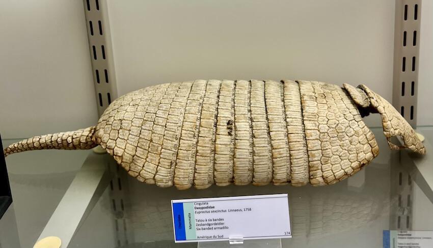 Le tatou sous toutes ses formes Le tatou sous toutes ses formes