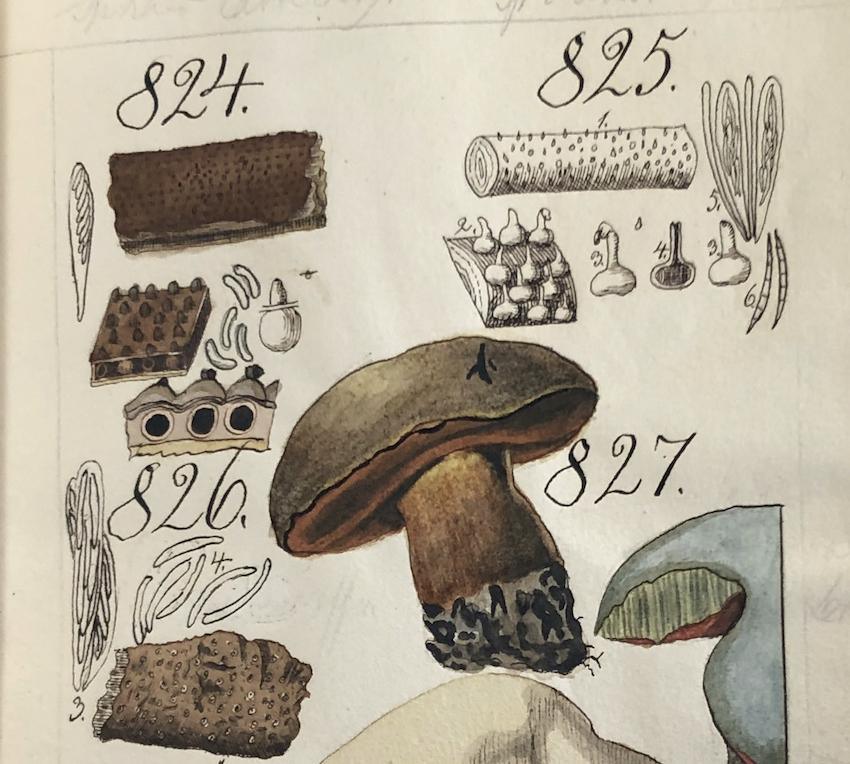 Chasse aux champignons au XIXe siècle Chasse aux champignons au XIXe siècle