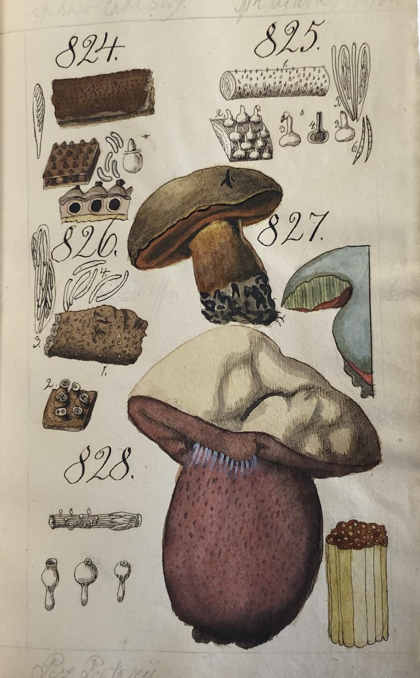 Chasse aux champignons au XIXe siècle Chasse aux champignons au XIXe siècle