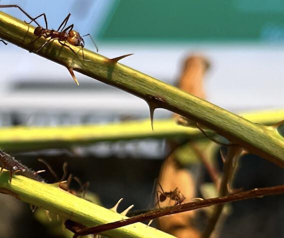 Les fourmis, une société bien organisée Les fourmis, une société bien organisée