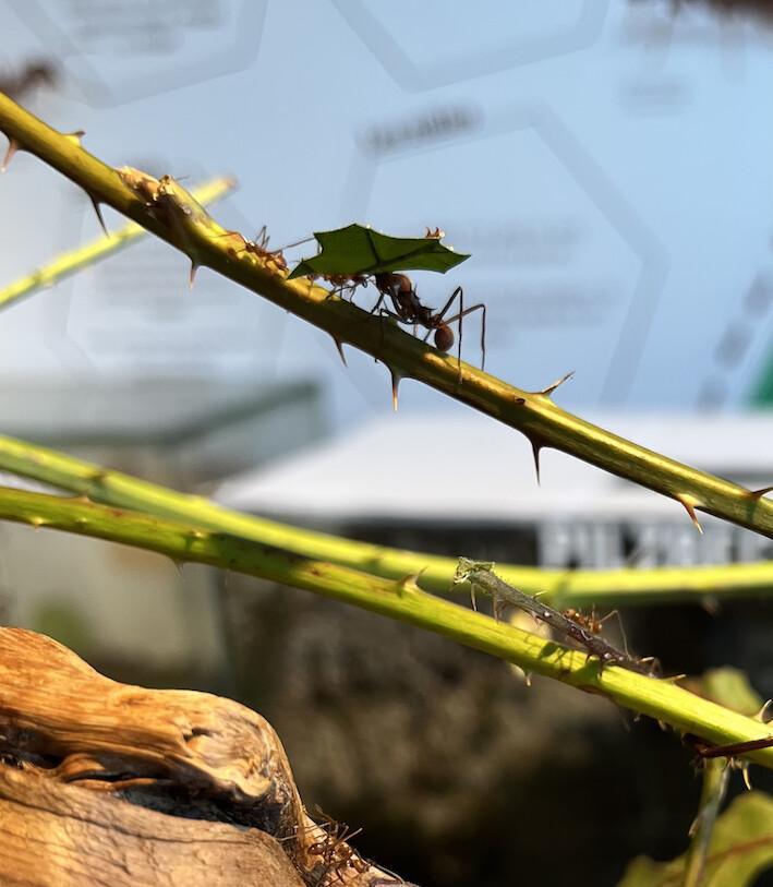 Les fourmis, une société bien organisée Les fourmis, une société bien organisée