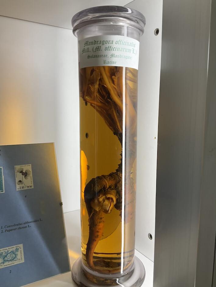 Entre magie et poison Entre magie et poison