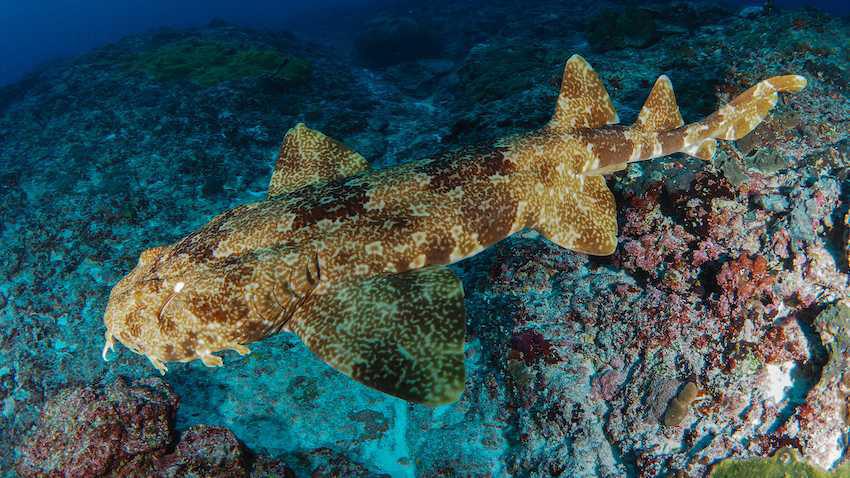 Maitres du camouflage Maitres du camouflage