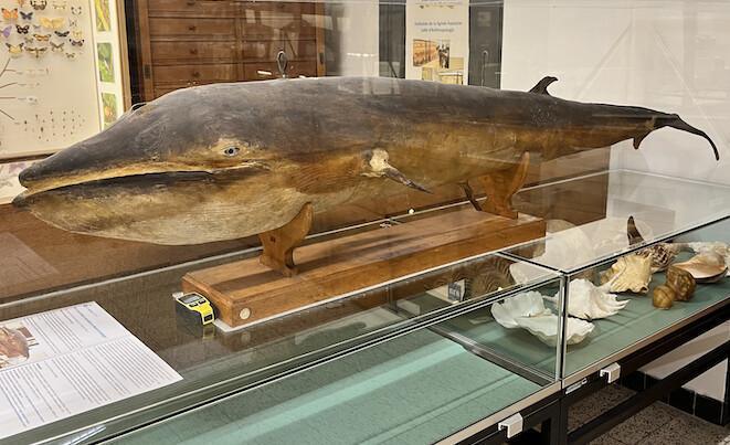 Une véritable baleine à l'ULB Une véritable baleine à l'ULB