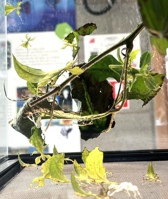 Feuille ou insecte ? Feuille ou insecte ?