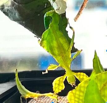 Feuille ou insecte ? Feuille ou insecte ?