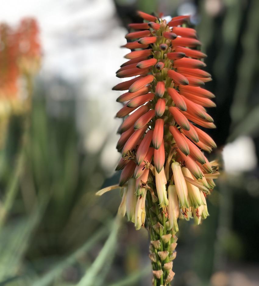 Les multiples vertus de l'Aloe Les multiples vertus de l'Aloe