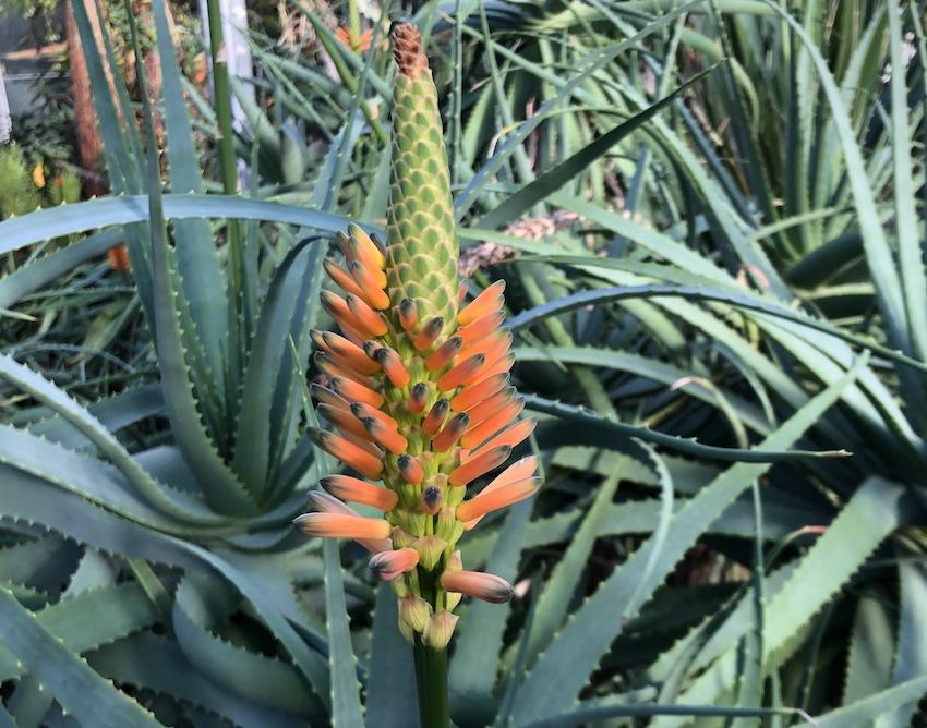 Les multiples vertus de l'Aloe Les multiples vertus de l'Aloe