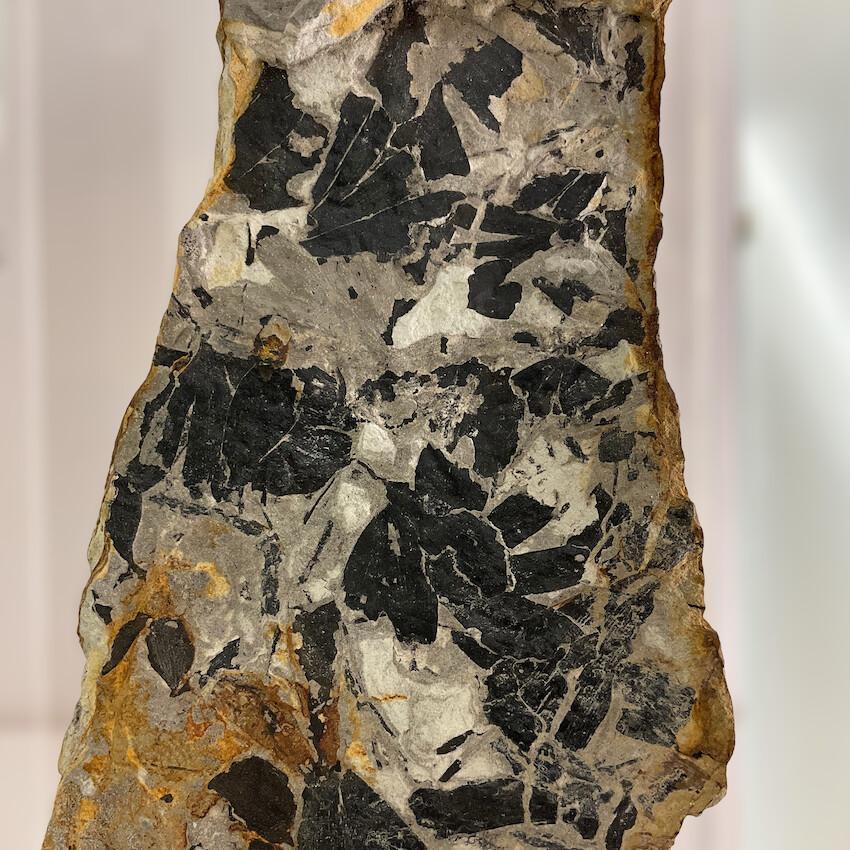 Le fascinant Gingko biloba Le fascinant Gingko biloba