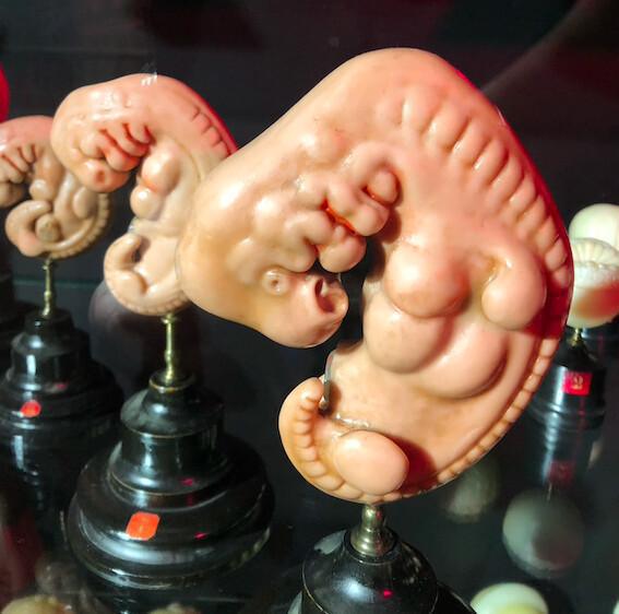 L'art de disséquer sans scalpel L'art de disséquer sans scalpel