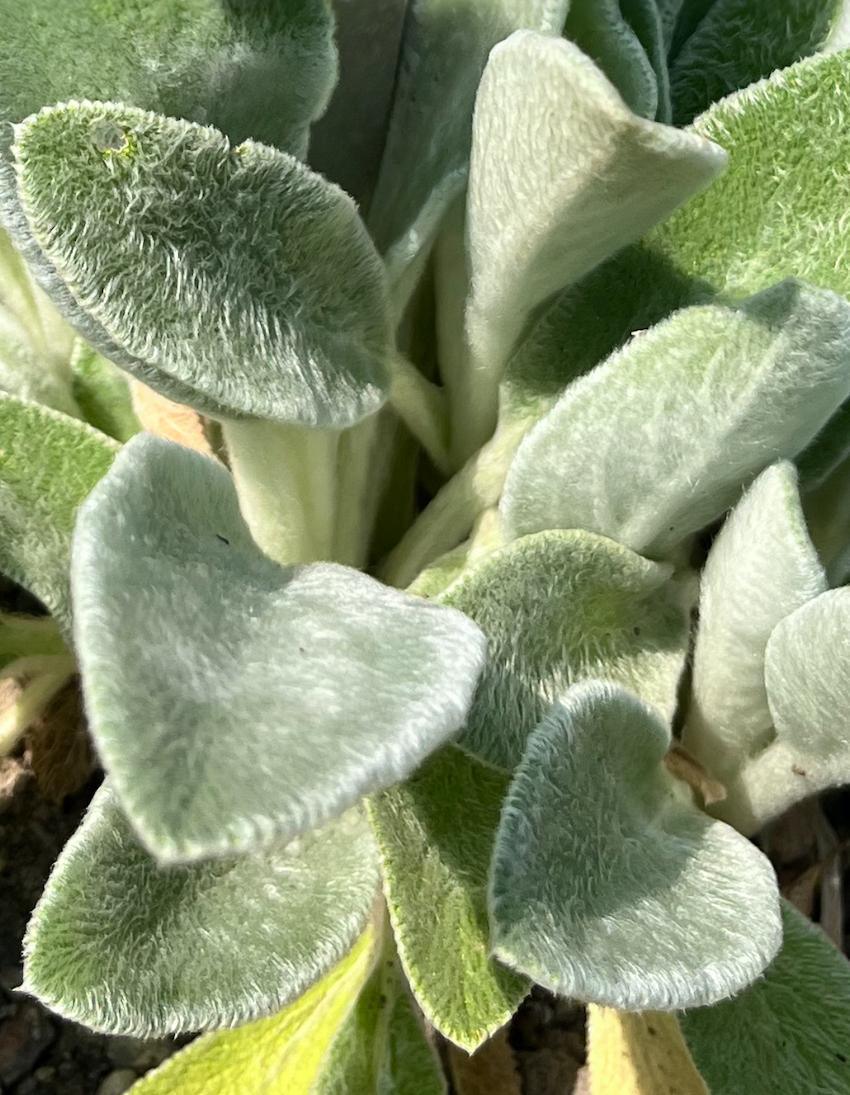 Le jardin sensoriel Le jardin sensoriel