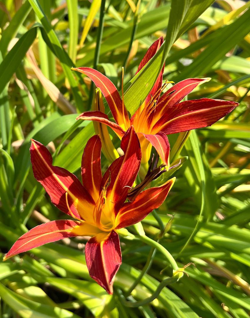 Le jardin sensoriel