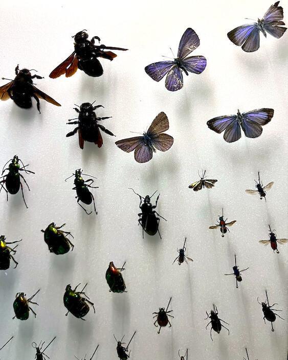 Des insectes dans la police