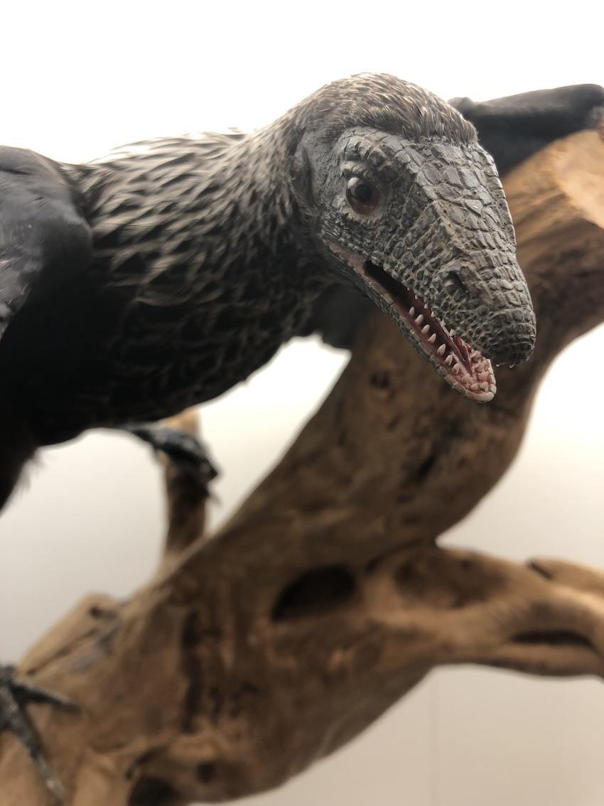 Le dinosaure à plumes