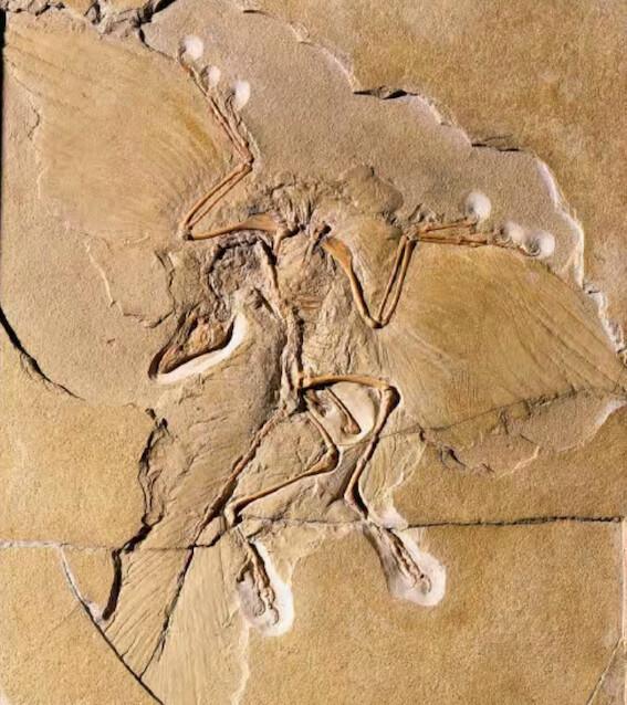 Le dinosaure à plumes