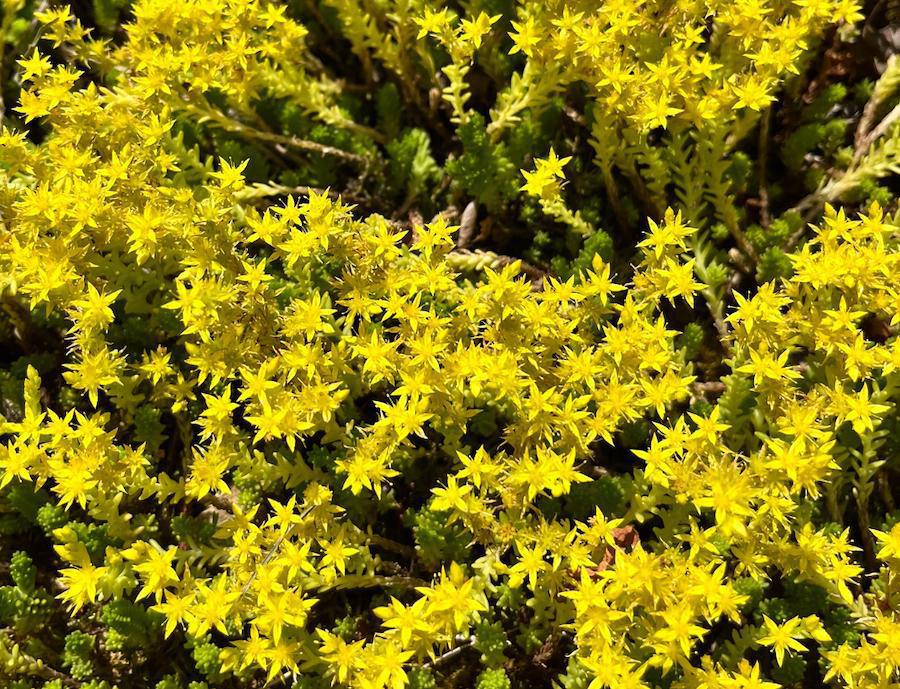 L'orpin âcre, toxique à grande dose L'orpin âcre, toxique à grande dose