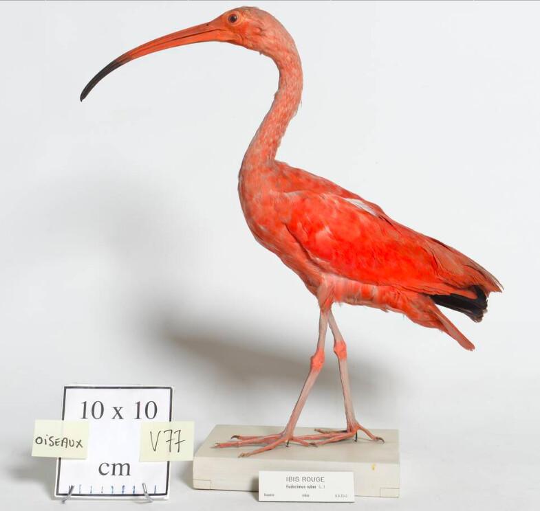 Quand l'alimentation colore les plumes Quand l'alimentation colore les plumes