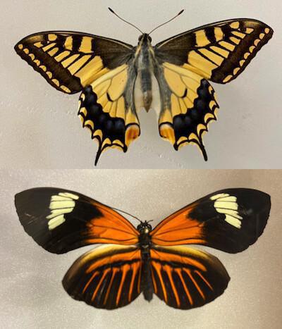 Les champions de la métamorphose Les champions de la métamorphose