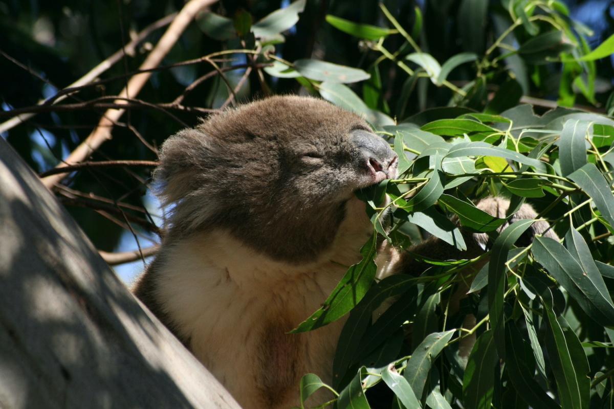 Koala et Eucalyptus, une alliance toxique